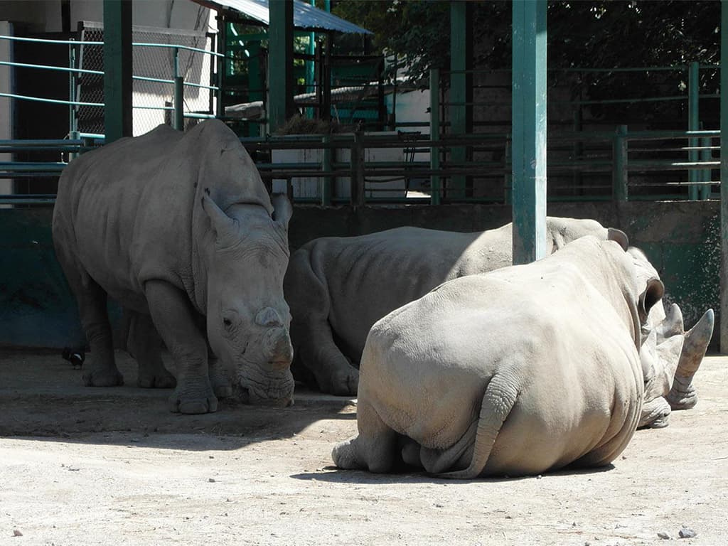 Almaty Zoo — photo 4